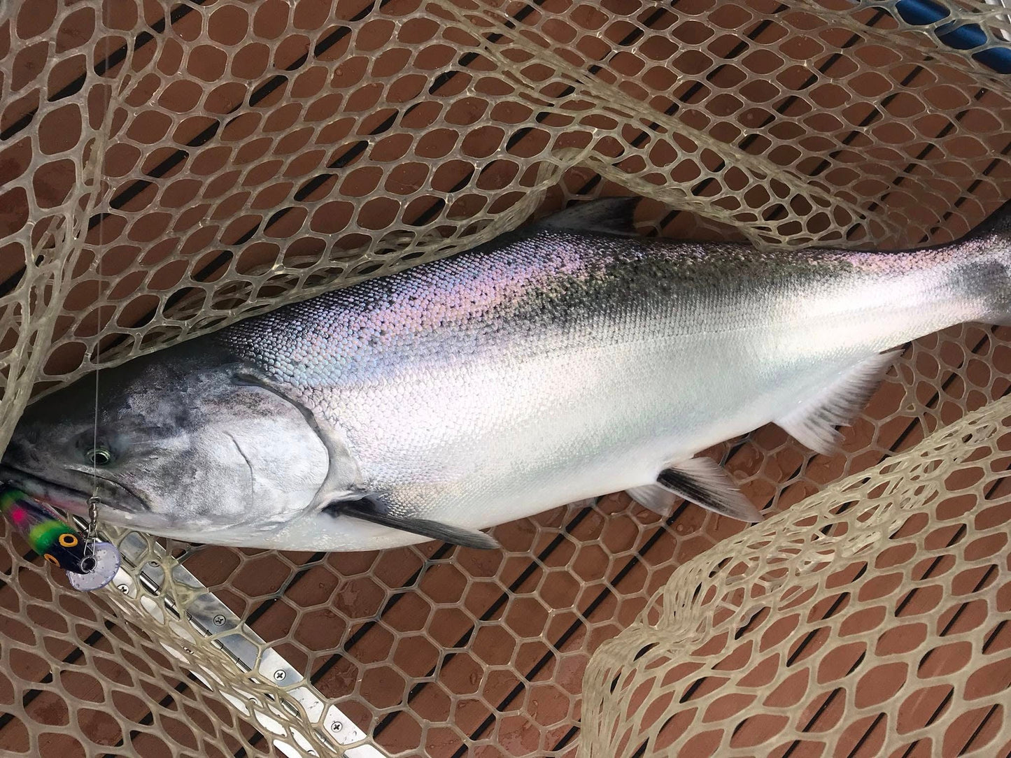 Killer Fish - Rattling Shallow Diver UV